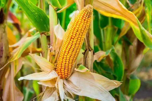 成熟,玉米棒,地点