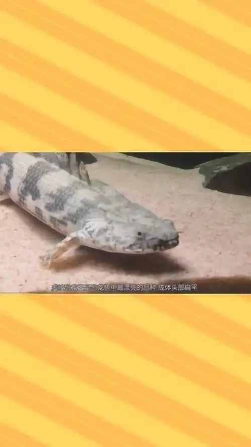 虎纹恐龙王是恐龙鱼中最漂亮的品种最贵的卖出了10万美元