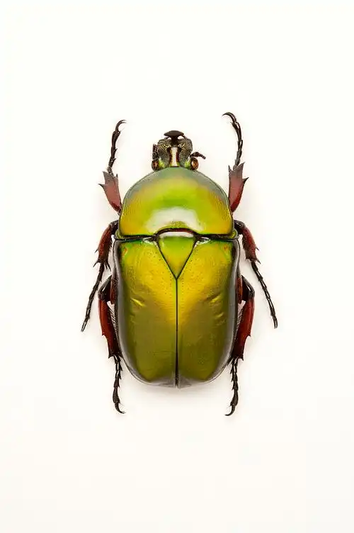 兜虫甲虫昆虫鞘翅目图片素材