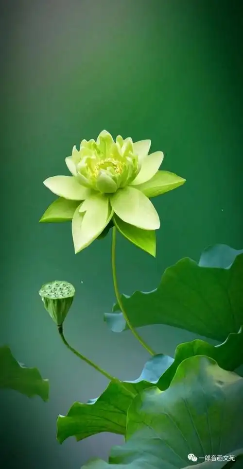 初秋的荷花,是一首最有禅意的诗,好美,好美!