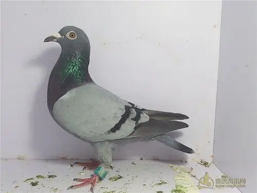 汕头名家方维恭极品母鸽头型一级靓身材骨架都很不错汕头奋翔15秋
