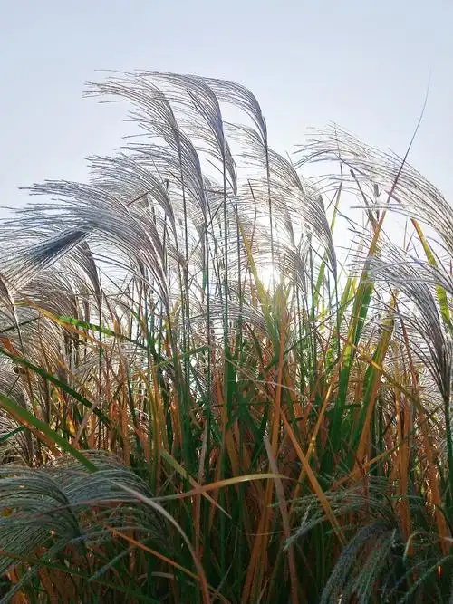 几丛芦香簌秋风?