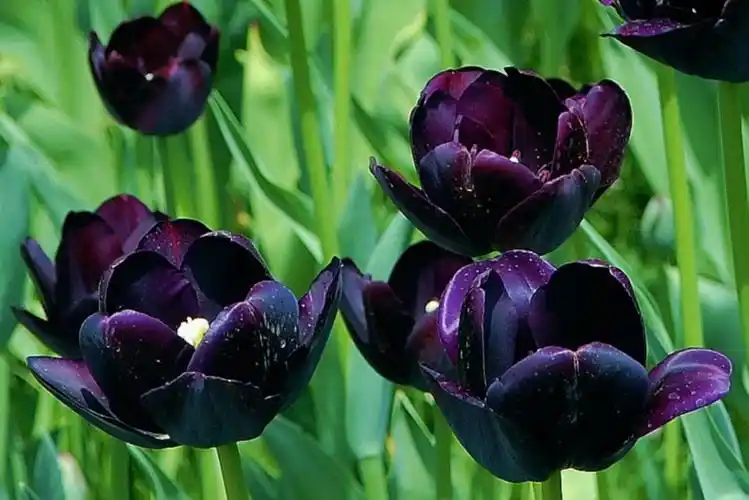 黑郁金香(夜王后)