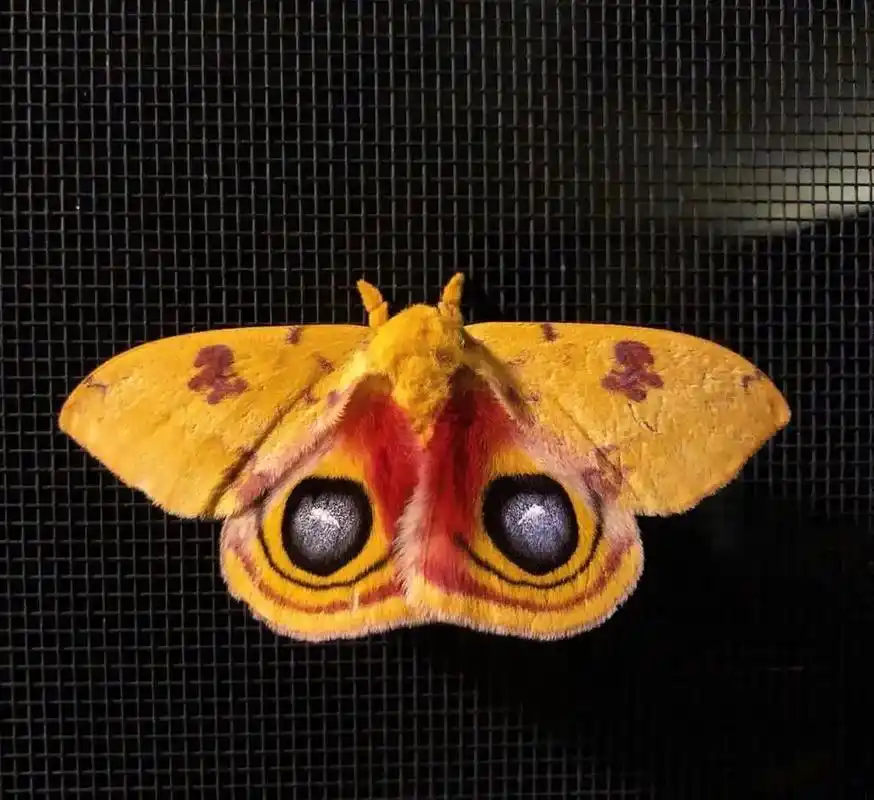 伊娥天蚕蛾automerisio 玉米尺蚕蛾,雄性黄色,雌性 - 抖音