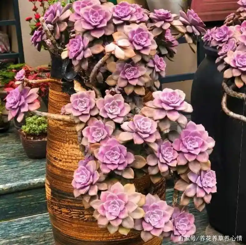 人见人爱的多肉紫乐,皮实好养易出状态,养成老桩价格翻倍