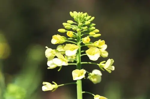 这里彩色油菜花上线估计再有10天左右就会盛开