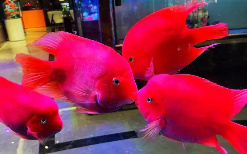 大元宝,元宝,好看吧!鹦鹉鱼