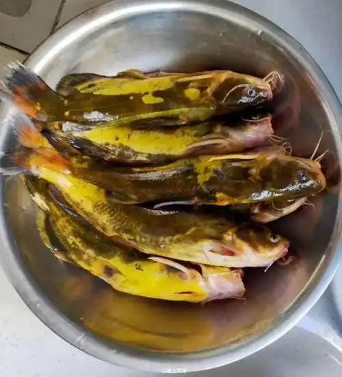 去静海独流镇吃焖鱼,我连骨头都嚼了!