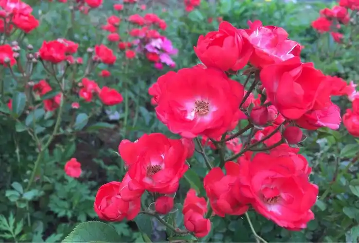 花儿艳艳,静静开放