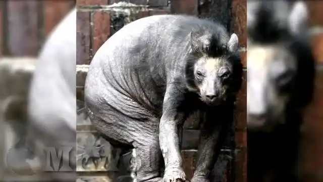 5个在切尔诺贝利捕捉到的怪异生物!