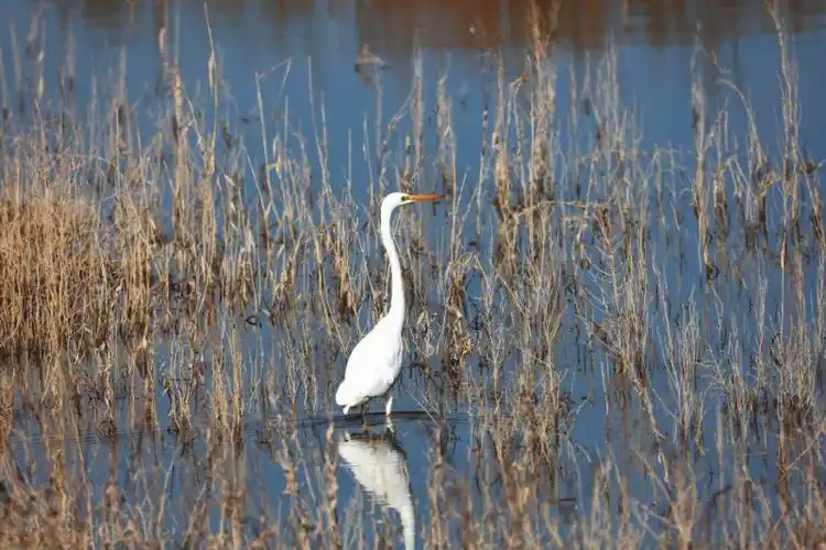 石羊河湿地水鸟——大白鹭