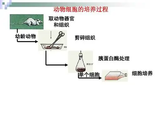 高中生物选修3动物细胞工程ppt