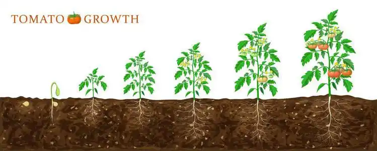 以白色隔离地下根系的健康番茄植株的生命周期和番茄长石图解.