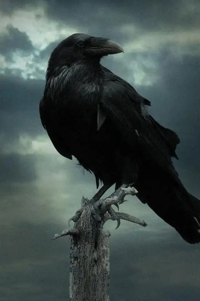 乌鸦,黑暗