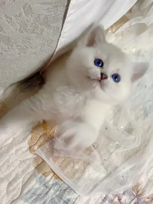 银点弟弟眼色素6度