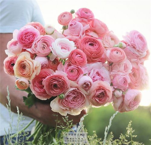 花毛茛种子播种品种 花种籽子四季开花适合冬天秋季种的花籽秋天