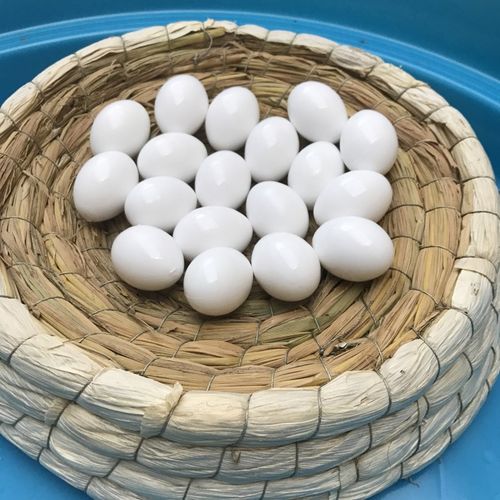 此假蛋比正常的鸽子蛋要稍微大些,这样鸽子在孵化过程中,主要受力在假