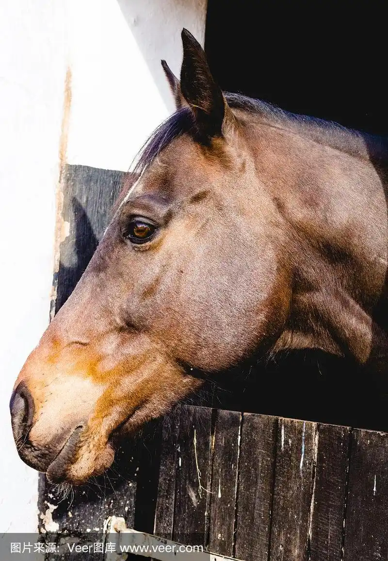马头看过马厩门-侧视图照片