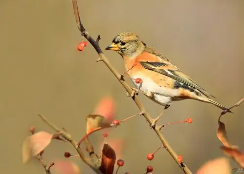 燕雀- 山东版 shandong 鸟网