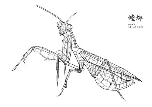 素描结构线条练习——螳螂|插画|创作习作|auwei18 - 原创作品 - 站酷