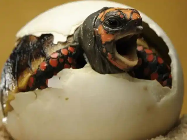 卵生动物的特点有哪些