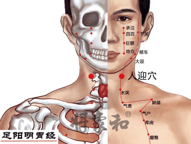 人迎穴属足阳明胃经,也是胃经,胆经,阳维脉的交会穴;双穴,可针可灸(不