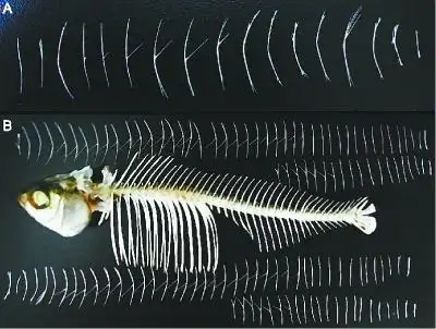 华农教授找到了控制鱼刺的基因今后不用担心吃鱼卡刺了