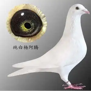 纯白瓦灰苍白麒麟花黄金甲火凤凰吴淞杨阿腾种鸽信鸽姗姗来迟的姗姗