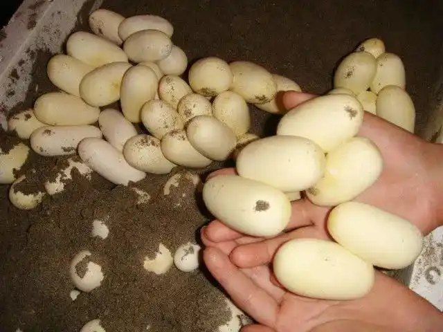 "蛇"尖上的中国