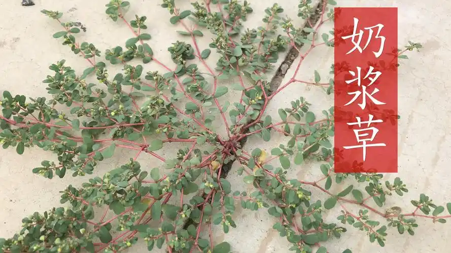 奶浆草酷似马齿苋田间地头很常见认识的朋友说说看