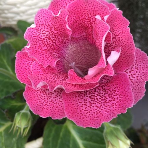 重瓣大岩桐 红麻点(开过花的老苗)【7天内发货】