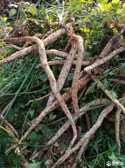 正宗四川南沙参,无硫川明参