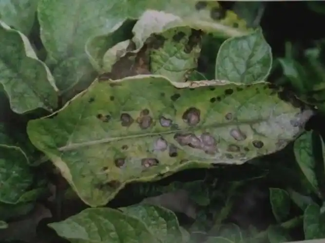 "想高产,还在懵懵懵"?16种马铃薯病虫害高清图来了!