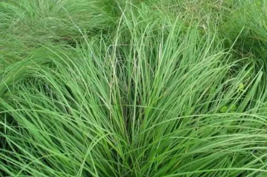 龙须草怎么养才能更旺盛(图2)