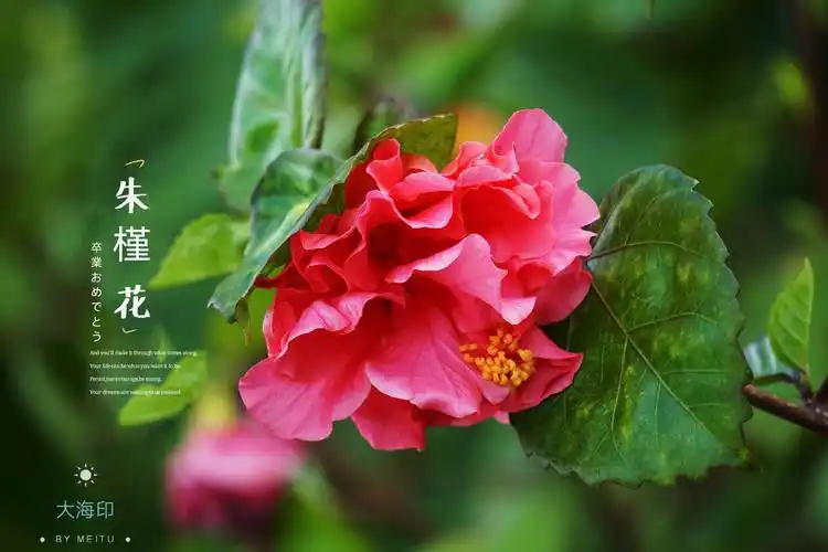 朱槿牡丹