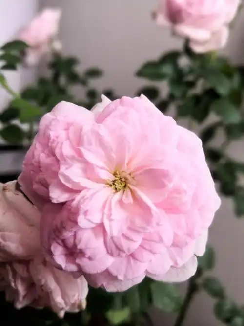 有趣的月季花蕊