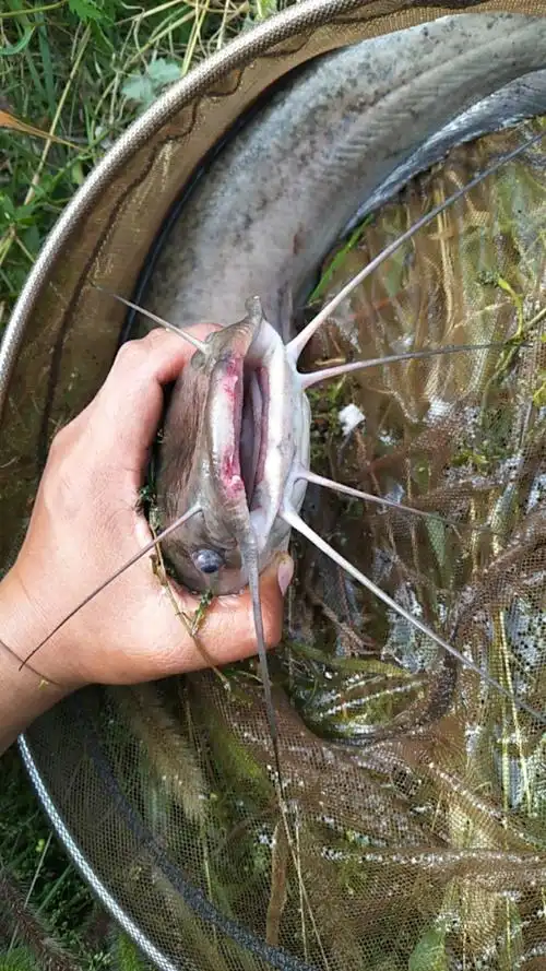 一日三迁选钓位终获八须鲶鱼迎金秋