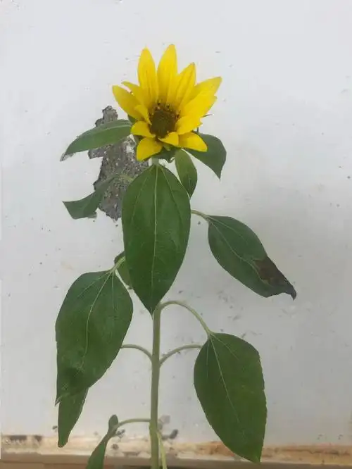 向日葵生长记529