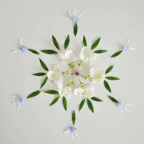 次生命绽放】一位来自荷兰阿姆斯特丹的老师用花瓣与植物摆成创意作品