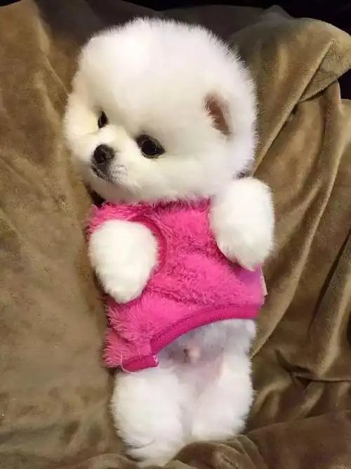 纯种白博美幼犬茶杯犬小型可爱迷你长不大活体俊介犬宠物真小狗狗