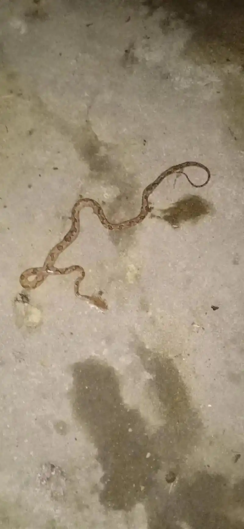 蛇就是蛇,哪怕头上套着金圈 - 抖音