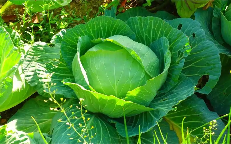 地里的包菜长得非常肥硕,拿来做焖饭味道一流,你这样吃过没?