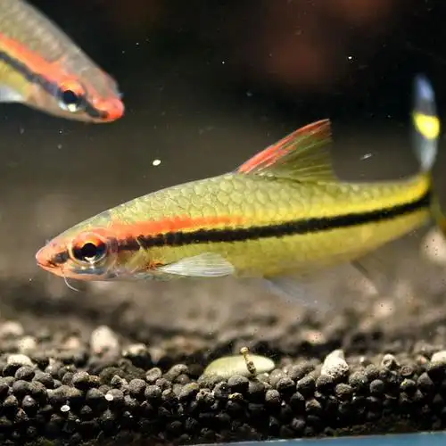 热带观赏鱼一眉道人淡水淡水鱼鱼草缸群游鱼好养鱼