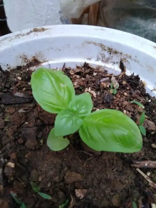 我种,香花子发芽了,香花子可以驱蚊子,如果被蚊子咬了,可以摘一片叶子