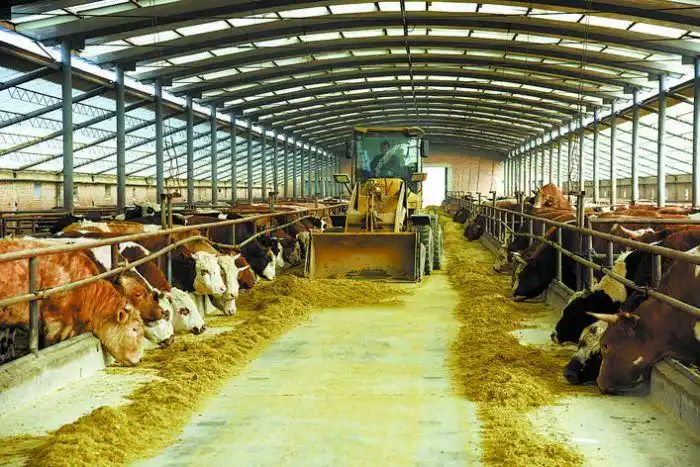 4月21日,在赤峰市翁牛特旗内蒙古恒都农业开发有限公司牛舍内,工作