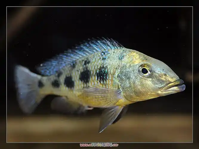 发发我的雪花豹! - 三湖慈鲷 - cta南美水族 - powered by discuz!