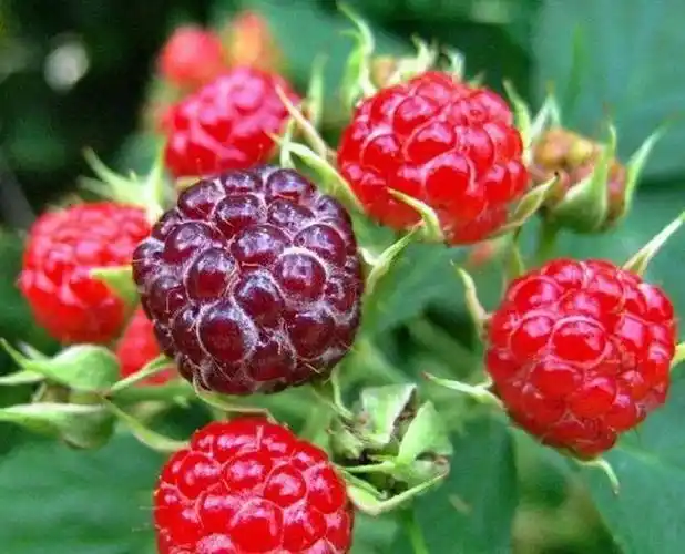 这几种农村野果子,不仅可食用还有很高的营养价值