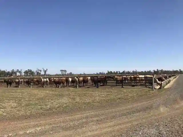 北美的露天养牛模式是否值得中国牛业去效仿?