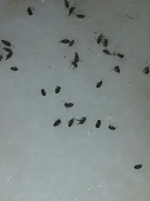 我想知道图中是什么虫,以及根除的办法.