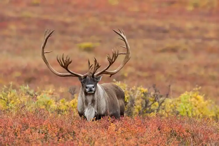 rangifer caribou